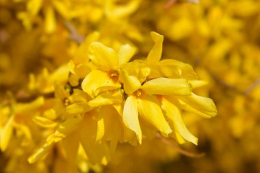 Ağlayan sarı çiçekler - Latince adı - Forsythia asması
