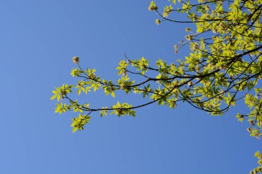 Mavi gökyüzüne karşı akçaağaç dalları - Latince adı - Acer negundo