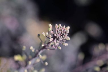 Kırmızı kıvırcık lahana tomurcukları - Latince adı - Brassica oleracea var. sabellica