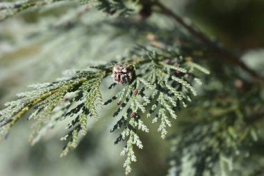 Lawsons Triomf van Boskoop şubesi - Latince adı Chamaecyparis lawsoniana Triomf van Boskoop