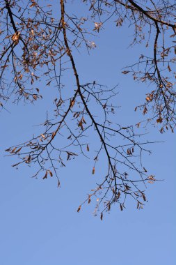 Mavi gökyüzüne karşı kuru tohum içeren gümüş kireç dalları - Latince adı - Tilia tomentosa