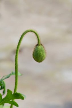 Oriental poppy çiçek tomurcuk - Latince adı - gelincik orientale
