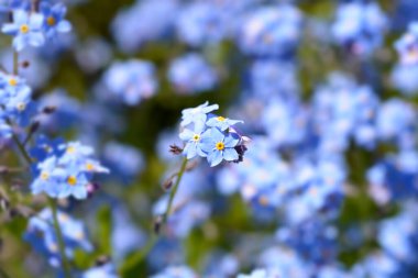 Ultramarine unutma beni çiçekleri - Latince adı - Myosotis Ultramarine