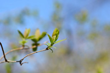 Yeni yapraklı Tatarya hanımeli şubesi - Latince adı - Lonicera tatarica