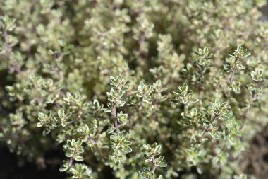 Gümüş Kraliçe Thyme - Latince adı - Thymus x citriodorus Gümüş Kraliçe