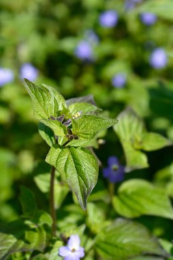 Çalı menekşe yaprakları ve çiçek tomurcukları - Latince adı Browallia americana