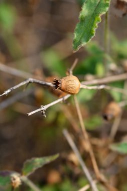 Campion tohum - Latince adı - Silene paradoxa kapsül