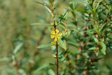 Shrubby yellowcrest branch with flower and fruit - Latin name - Heimia salicifolia