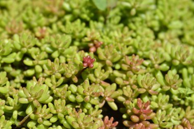 White Stonecrop Laconicum ayrıldı - Latince adı - Sedum albümü Laconicum