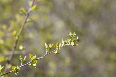 Van Houttes spiraea branch with leaves and flower buds - Latin name - Spiraea x vanhouttei
