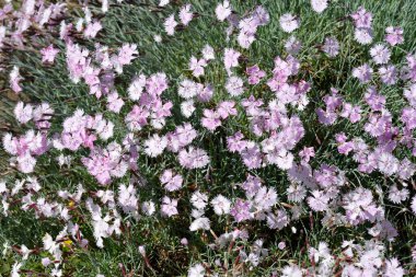 Pink and white carnation flowers - Latin name - Dianthus caryophyllus