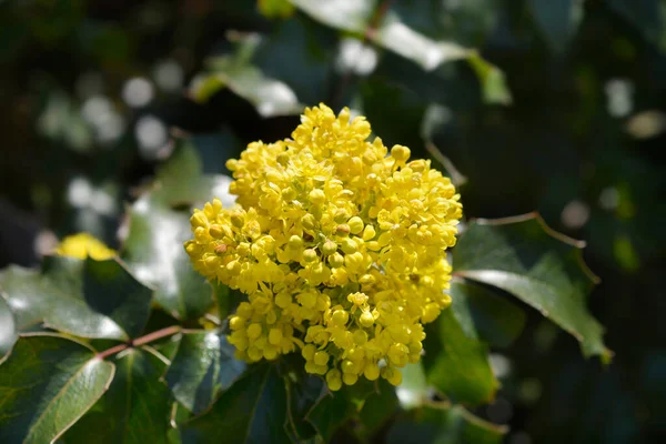 Oregon Grape Yellow Flowers Latin Name Berberis Aquifolium — ストック写真