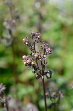 Foxglove beardtongue Husker Red flower buds - Latin name - Penstemon digitalis Husker Red