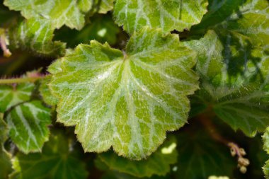 Sürünen saksafon yaprakları - Latince adı - Saxifraga stolonifera (Saxifraga sarmentosa)