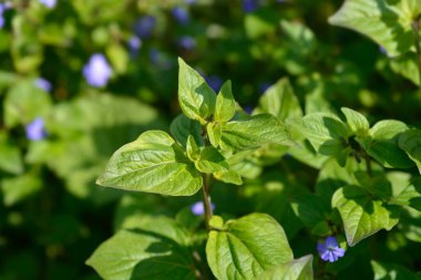 Çalı menekşe yaprakları ve çiçek tomurcukları - Latince adı Browallia americana