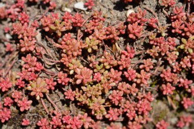 White Stonecrop Laconicum ayrıldı - Latince adı - Sedum albümü Laconicum