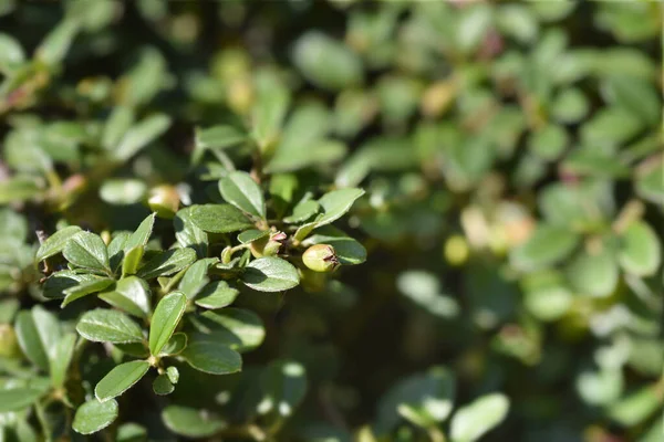 Bearberry Cotoneaster Radicans Leaves Immature Fruit Latin Name Cotoneaster Dammeri — Stock Photo, Image