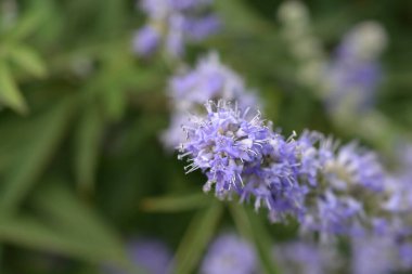 Lilac chaste tree flowers - Latin name - Vitex agnus-castus