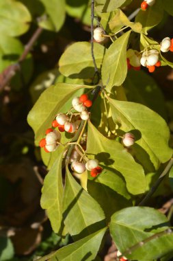 White spindle branch with leaves and seeds - Latin name - Euonymus europaeus f. Albus