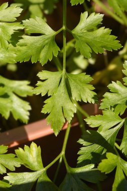 Kısmen yeşil yapraklar - Latince adı - Petroselinum crispum