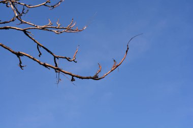 Cennet ağacı dalları mavi gökyüzüne karşı tomurcuklar - Latince adı - Ailanthus altissima