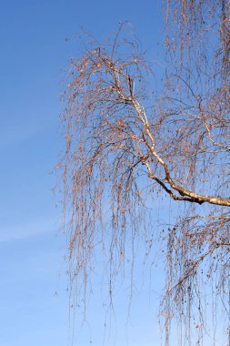 Common birch branches with dry leaves and flowers against blue sky - Latin name - Betula pendula