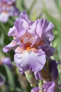 Uzun sakallı iris İranlı böğürtlen çiçeği - Latince adı - Iris barbata elatior Persian Berry