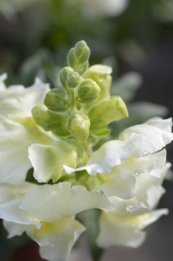 Aslanağzı beyaz çiçekleri - Latince adı - Antirrhinum majus