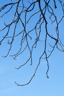 Yaprak tomurcuklu at kestanesi dalları - Latince adı - Aesculus hipocastanum