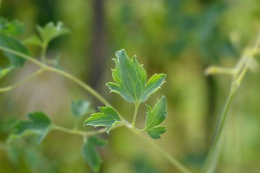 Koreli Clematis yaprakları - Latince adı - Clematis Serratifolia