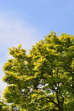Magnolia tree against blue sky - Latin name - Magnolia x soulangeana