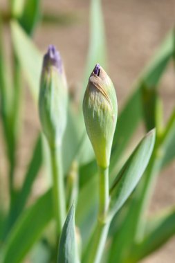 Orta karar sakallı iris Bering Denizi çiçeği tomurcuğu Latince adı Iris barbata-medya Bering Denizi