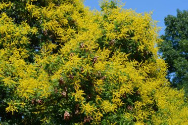 Golden rain tree branches with yellow flowers against blue sky - Latin name - Koelreuteria paniculata