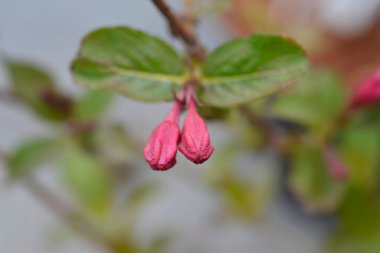 Weigela Minuet çiçek tomurcukları - Latince adı - Weigela Minuet