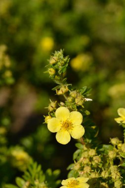 Beyaz Çalı Cinquefoil çiçekler - Latince adı - Potentilla fruticosa