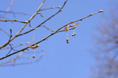 Broad-leaved lime branches with buds and dry seeds against blue sky - Latin name - Tilia platyphyllos