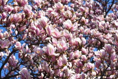 Çiçekli manolya dalları - Latince adı - Magnolia x soulangeana