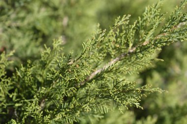 Pfitzer Juniper şubeleri - Latince adı - Juniperus x media Pfitzeriana