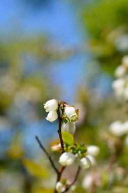 Blueberry Brigitta Blue white flowers - Latin name - Vaccinum corymbosum Brigitta Blue