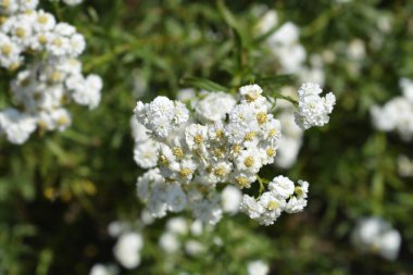 Sneezewort yarrow white flowers - Latin name - Achillea ptarmica