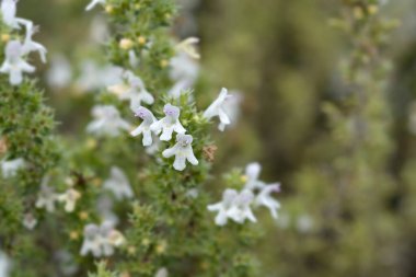 Mountain savory small flowers - Latin name - Satureja montana