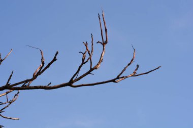 Cennet ağacı dalları mavi gökyüzüne karşı tomurcuklar - Latince adı - Ailanthus altissima