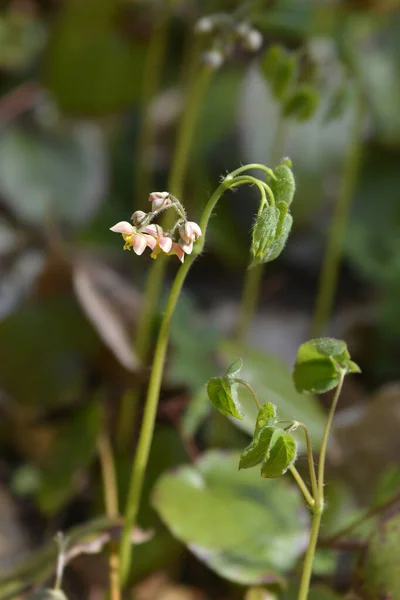 Άνθη Και Φύλλα Του Φυτού Alpine Barrenwort Λατινική Ονομασία Epimedium — Φωτογραφία Αρχείου