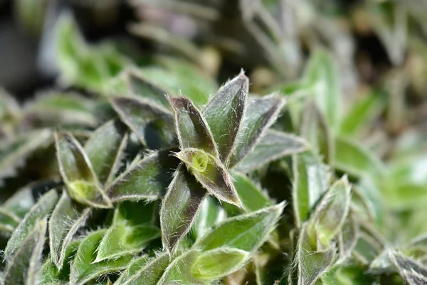 stock image Pussy ears hairy leaves - Latin name - Cyanotis somaliensis