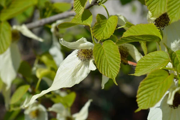Handkerchief tree branch with flowers - Latin name - Davidia involucrata var. Vilmoriniana