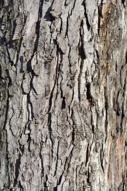 Gümüş akçaağaç kabuğu detayı - Latince adı - Acer saccharinum