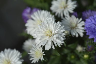 New York aster Victoria Diana white flowers- Latin name - Symphyotrichum novi-belgii Victoria Diana