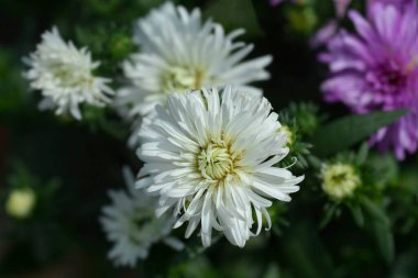 New York aster Victoria Diana white flowers- Latin name - Symphyotrichum novi-belgii Victoria Diana
