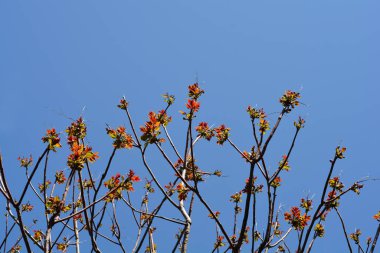Tree of heaven branches with new leaves - Latin name - Ailanthus altissima