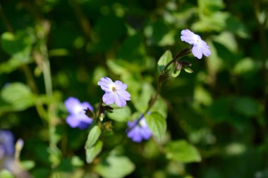 Çalı menekşe çiçekleri - Latince adı - Browallia americana
